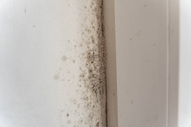 Mold Remediation for Rental Properties in Montpelier, VT